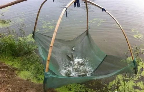 內(nèi)陸水產(chǎn)養(yǎng)殖銷(xiāo)售 把握未來(lái)趨勢(shì)，養(yǎng)殖者行動(dòng)指南